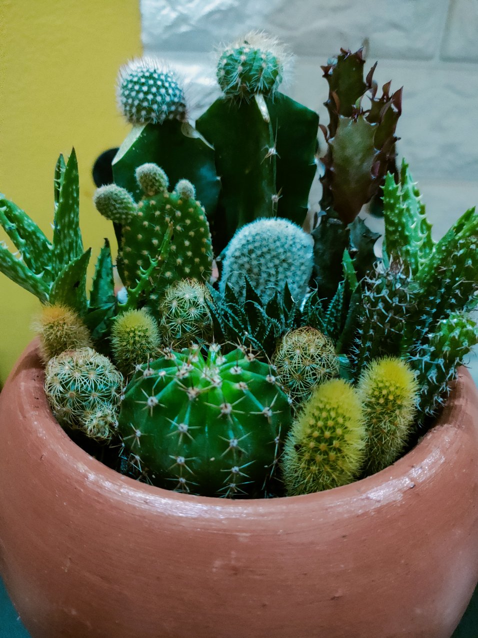 Kaktus Dan Sukulen Opuntia Mickey Ownroot
