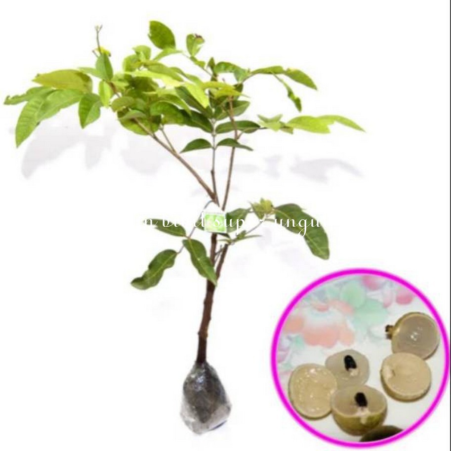 Bibit kelengkeng matalada/bibit kelengkeng Hawai matalada 1meter