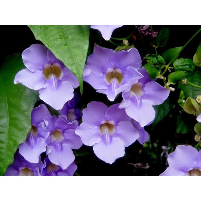 Tanaman Thunbergia Ungu,Putih,Biru