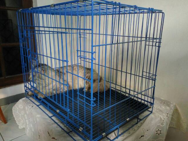 Kandang Kucing Besi Paling Tebal sesuai foto pintu besar ukuran L termurah di Indonesia-4
