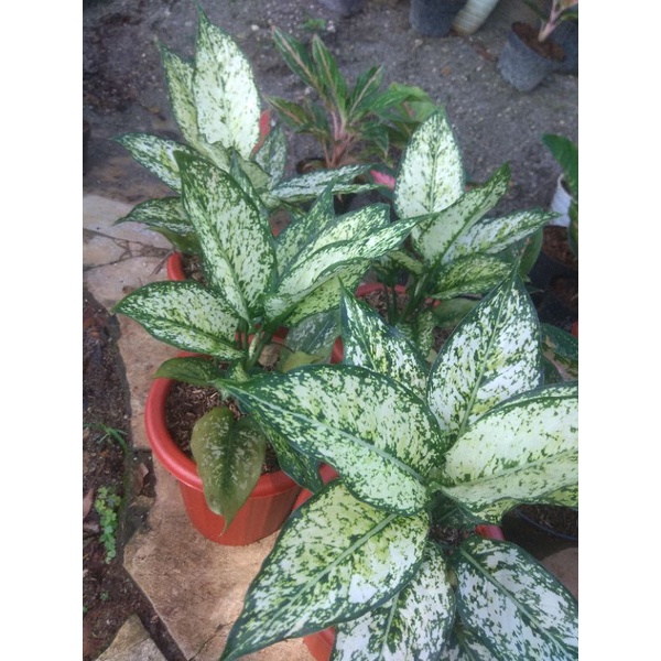 Tanaman Hias Aglonema Snow white Indukan