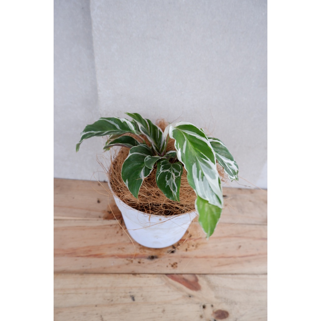 Calathea White Fusion - Tanaman Daun