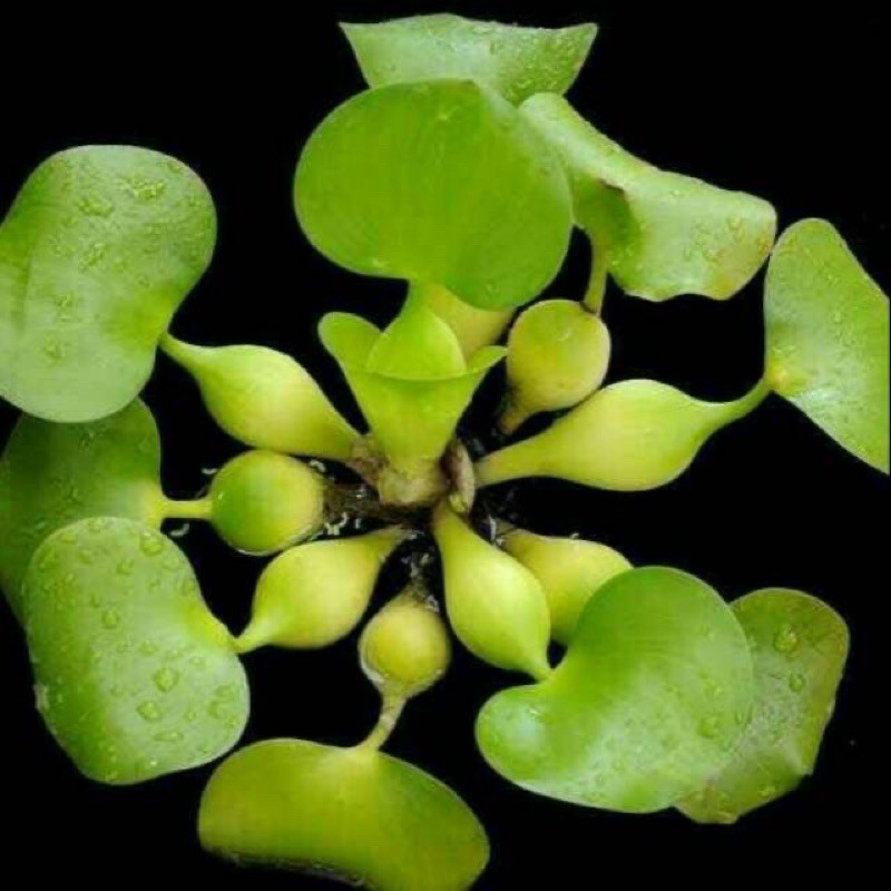 Eceng gondok - tanaman air eceng gondok