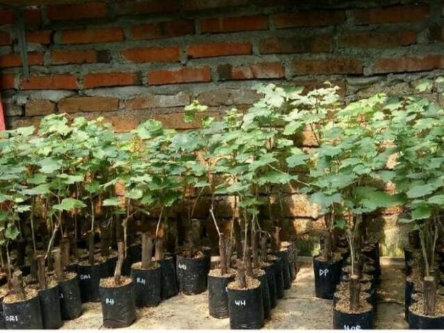 Bibit Anggu FAVOR GRAFTING / anggur ompor siam berbuah