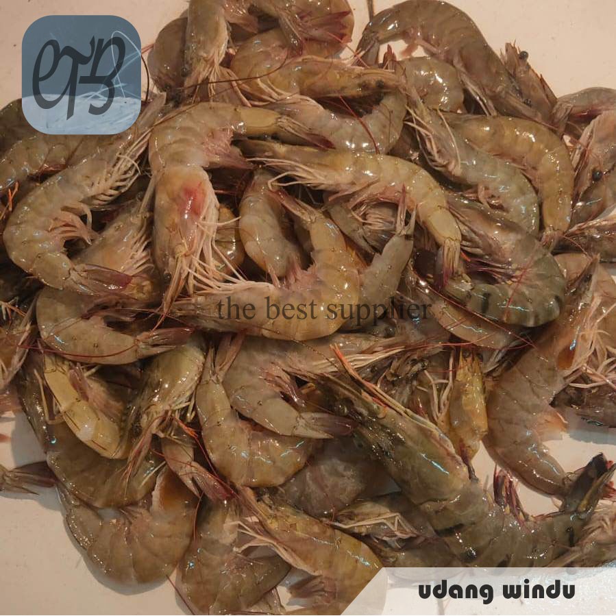 

Udang Windu Segar Premium