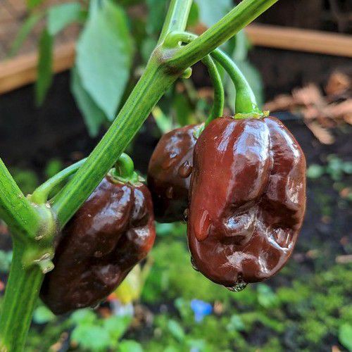 Benih Bibit Biji - Cabai Choco Habanero Cabe Habanero Cokelat Chocolate Pepper Seeds