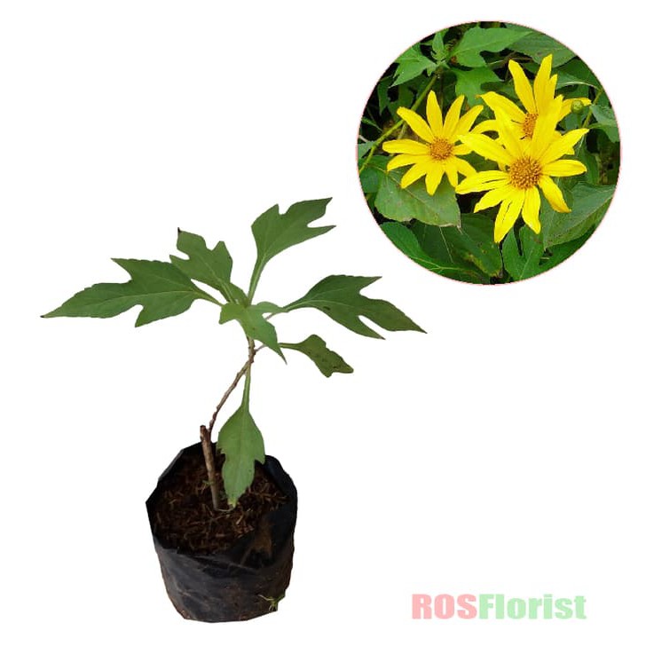 Bibit Tanaman Daun Insulin