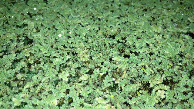 Azolla Microphylla