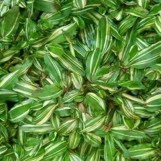 Tanaman hias rumput gajah mini varigata ukuran 1x1 meter