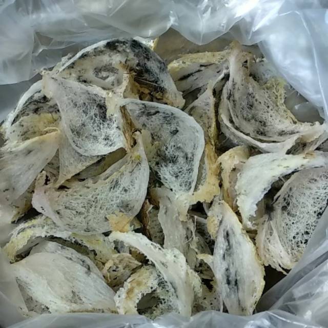 Sarang Burung Walet Kipas Kecil [Kotor]