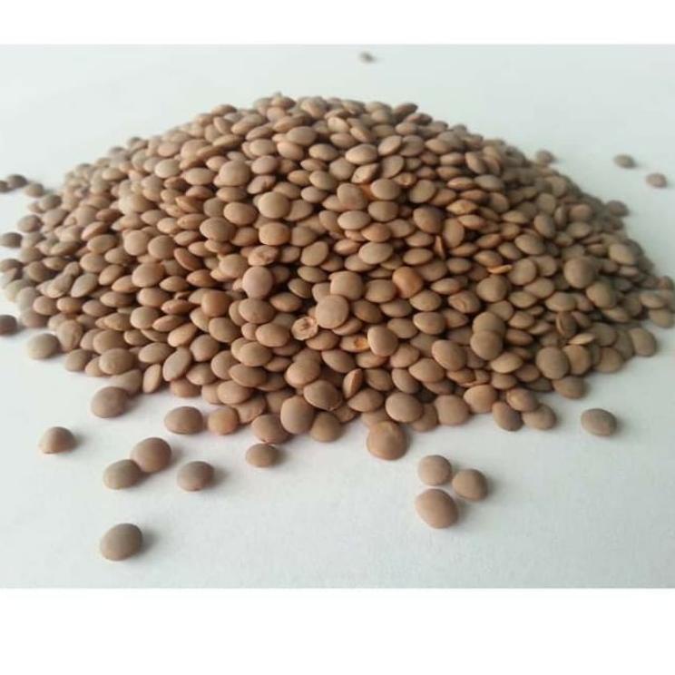 

【PRICE SLASH】 (PHANAMA) Brown Lentil 100gram / Lentil Cokelat / Lentil Coklat