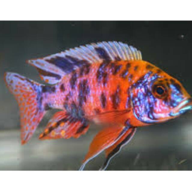OB Peacock Orange Blotched Cichlid