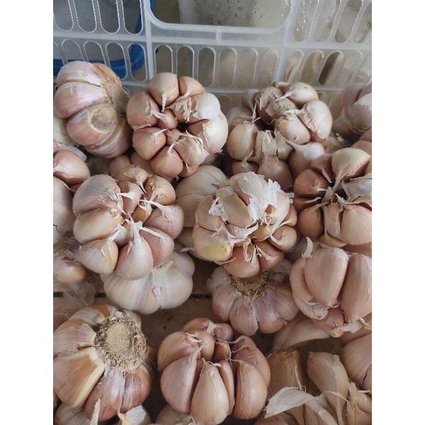 

BAWANG PUTIH BIASA
