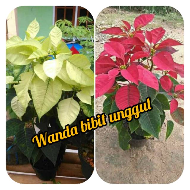 (COD) 2 Bunga kastuba merah dan putih