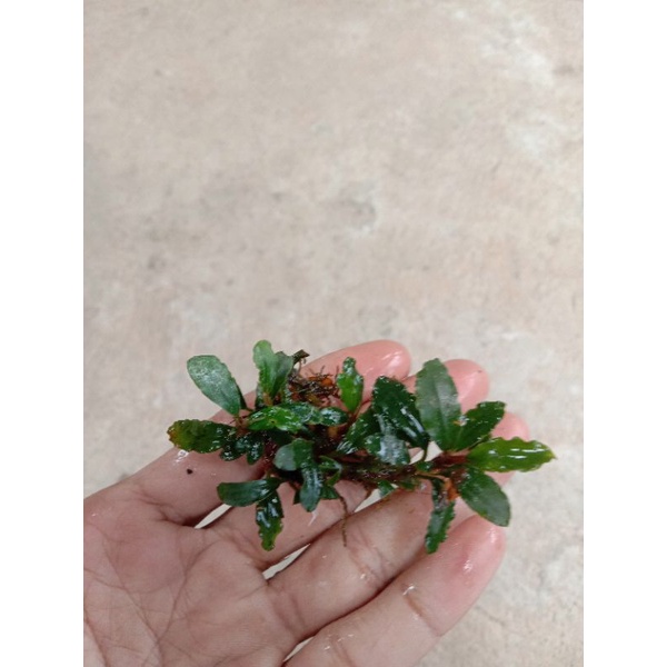 Bucephalandra Mini Clump Aquascape