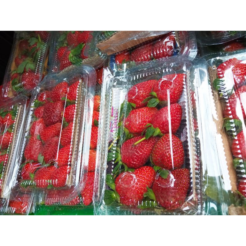 

Strawberry Segar 1 Pack