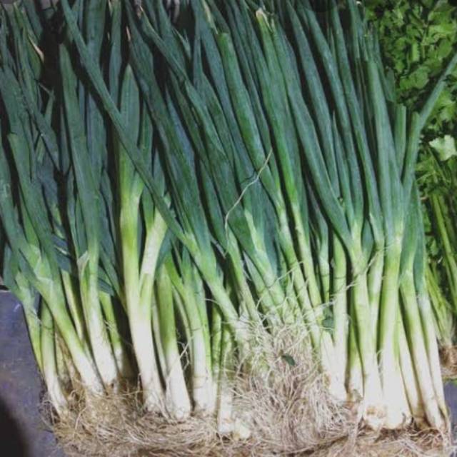 

DAUN BAWANG