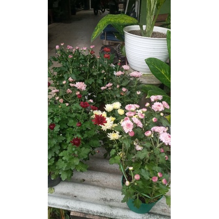 Bibit Bunga Krisan Super Unggul