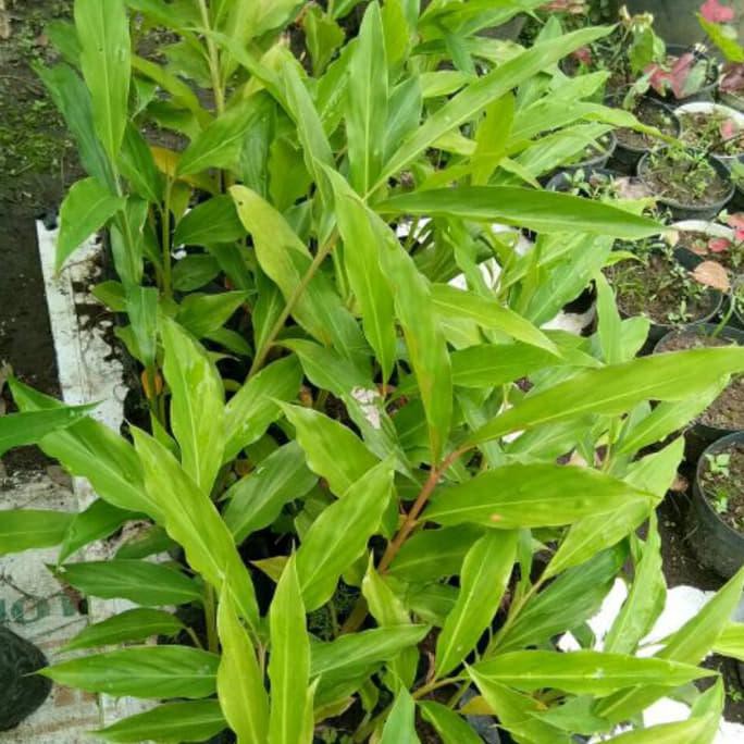 BIBIT TANAMAN KECOMBRANG HONJE ONJE KINCUNG ROMBEH SIAP TANAM TERLARIS TERBAIK