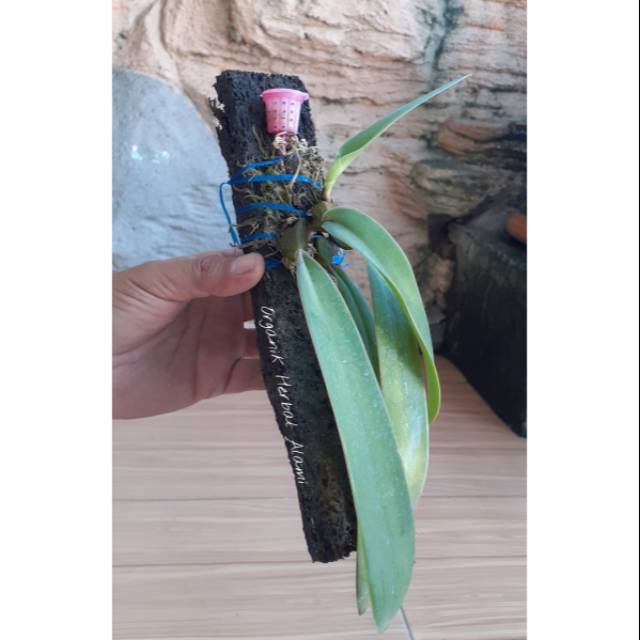 Anggrek Bulbophyllum Phalaenopsis / Anggrek Dasi