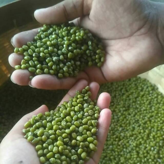 Kacang hijau besar bening 1kg lokal