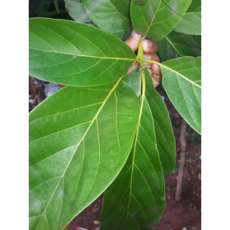 

daun alfukat buah alfukat pohon alfukat obat herbal alami jus alfukat