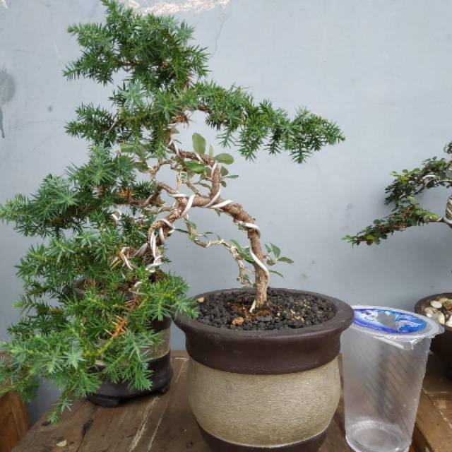 Bonsai cemara duri