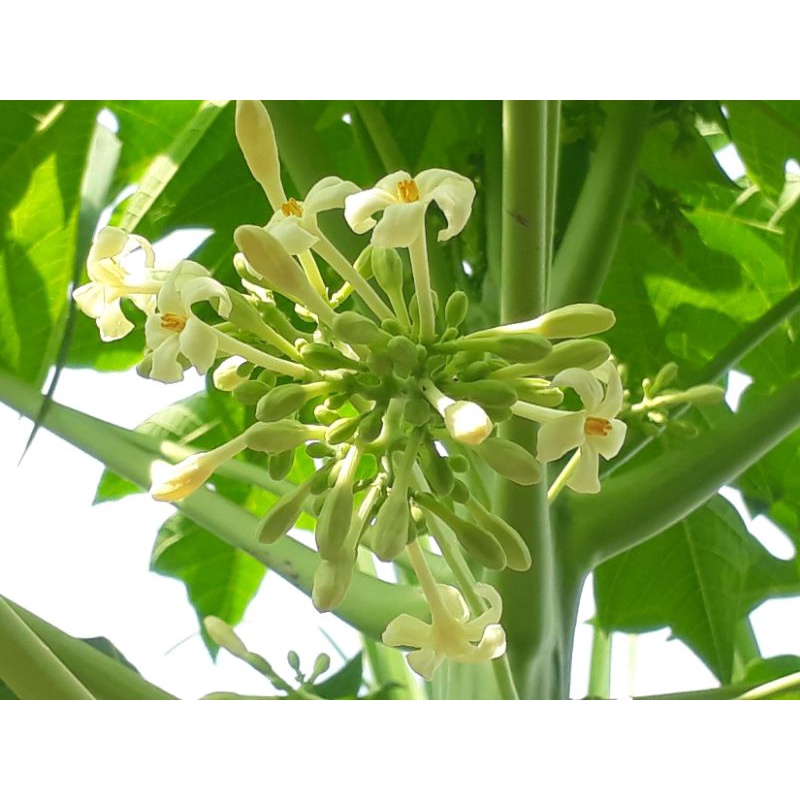 

Bunga pepaya segar 100g
