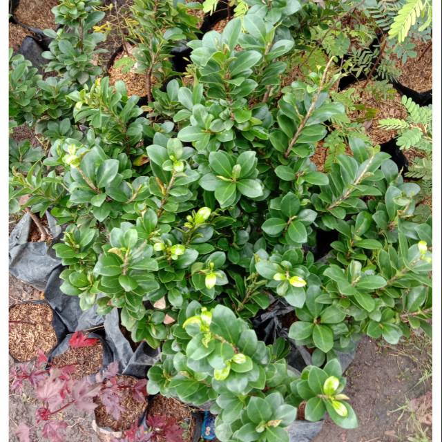 Bibit Beringin Compacta