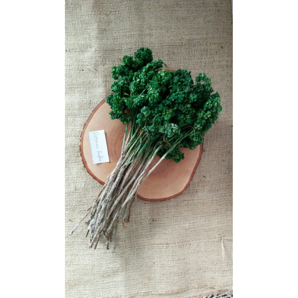  Bunga  Kering  Edelweis  Hijau Shopee Indonesia