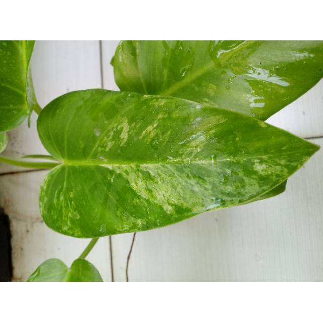 Philodendron Giganteum Variegata Philodendron Marble Variegata 01 Shopee Indonesia