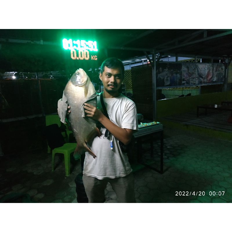 UMPAN GALATAMA BAWAL INDUKAN DAN IKAN RAME