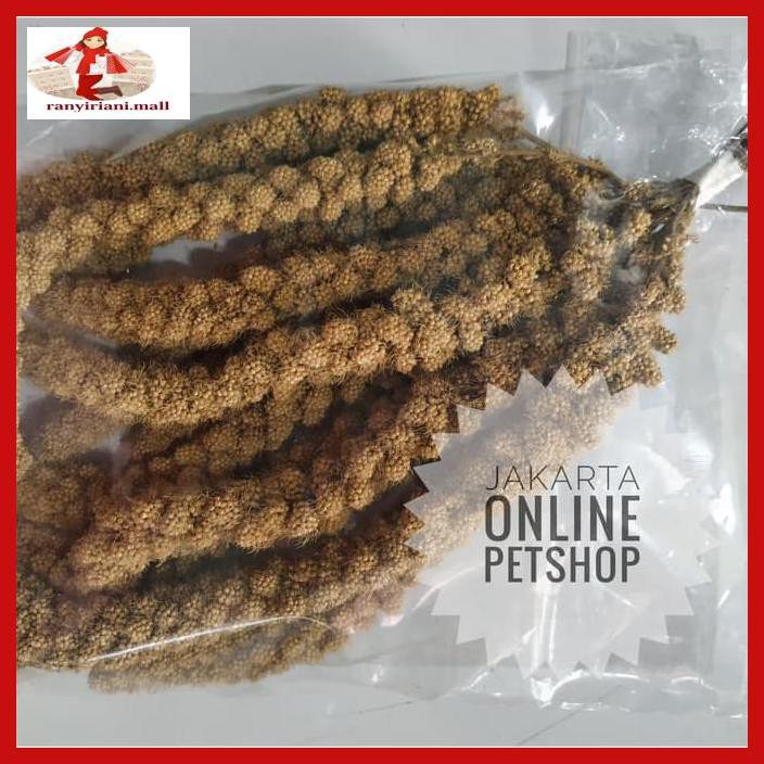 

U8Uht67- Jewawut Tangkai Kemasan 100Gr (1 Ikat) Wat46E5-