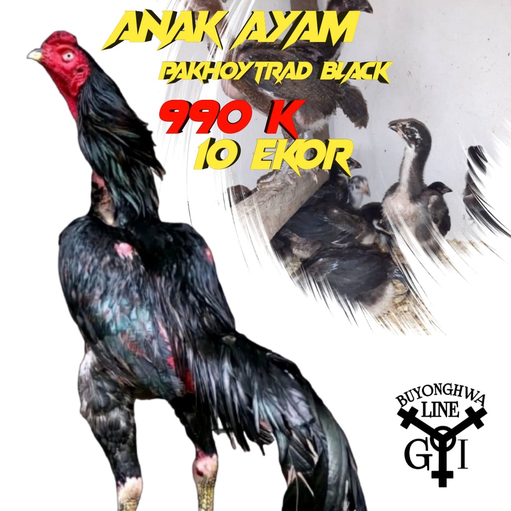 ayam bangkok buyonghwa line aduan super pakhoy 10 ekor usia 2 bulan