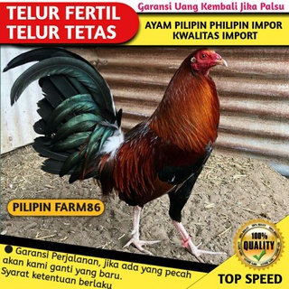 Ayam Pilipin Asli Harga Terbaik Oktober 2021 Shopee Indonesia