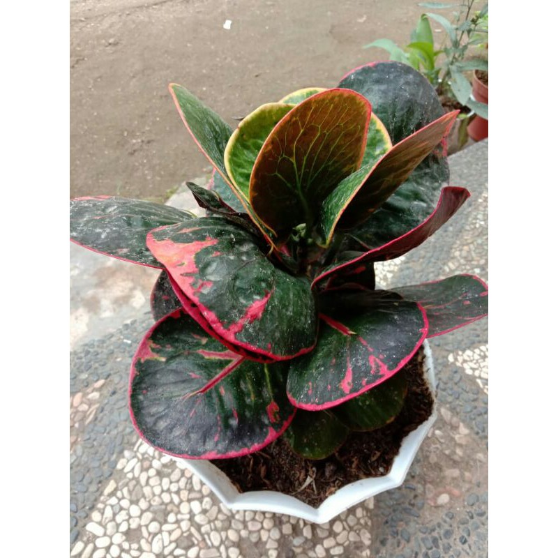 Tanaman bunga puring apel mawar merah