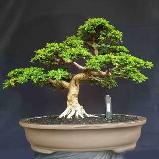 Bonsai Pohon Hokiantea Impor Berbuah Natural Bonsai Hokianti Shopee Indonesia