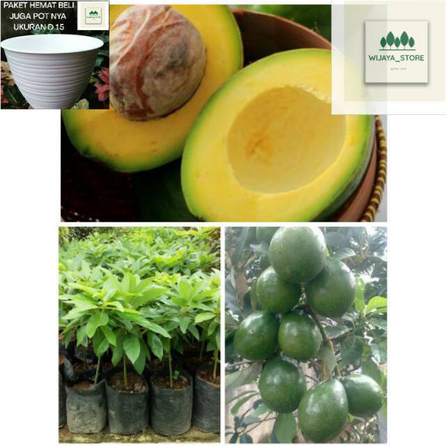 BIBIT POHON ALPUKAT MENTEGA UNGGUL JENIS SUPER OKULASI-CANGKOK PEMBIBITAN TANAMAN BUAH TERBAIK