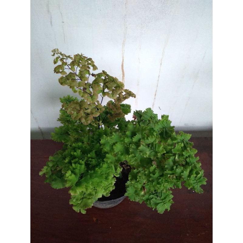 Suplir liviana // Suplir tumpuk //Suplir besar