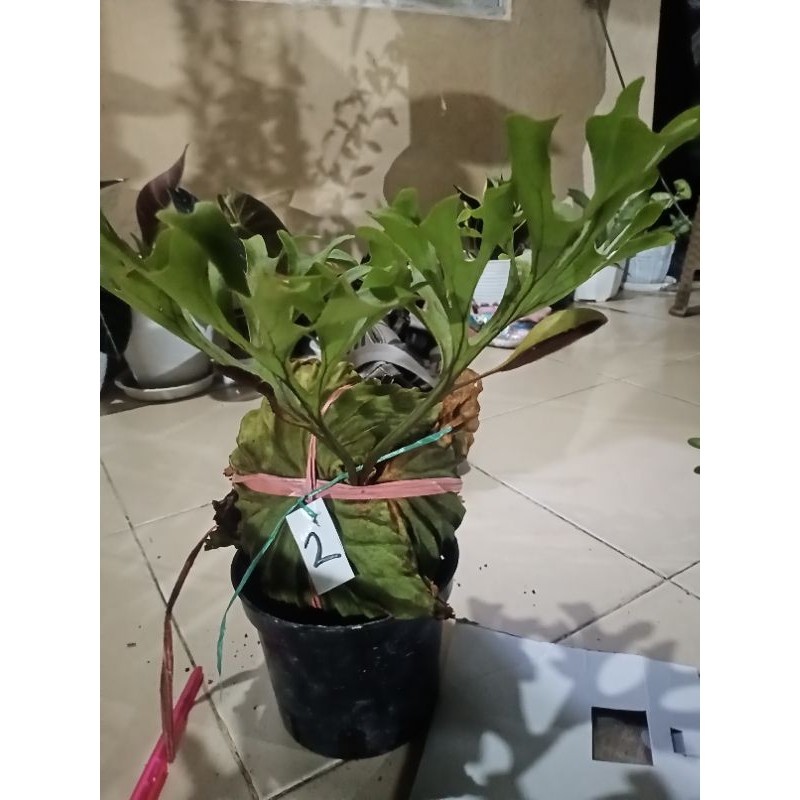 platycerium ridleyi