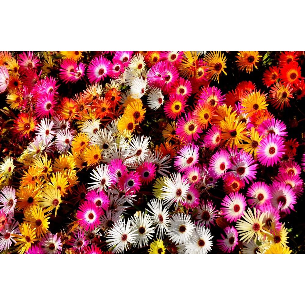 Benih Bibit Biji - Bunga Ice Plant Livingstone Daisy Mix Mesembryanthemum criniflorum (Tahan Panas)