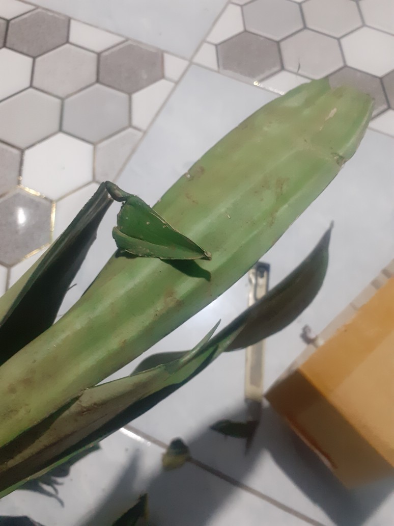 Tanaman Hias Sansivera Moon Shine