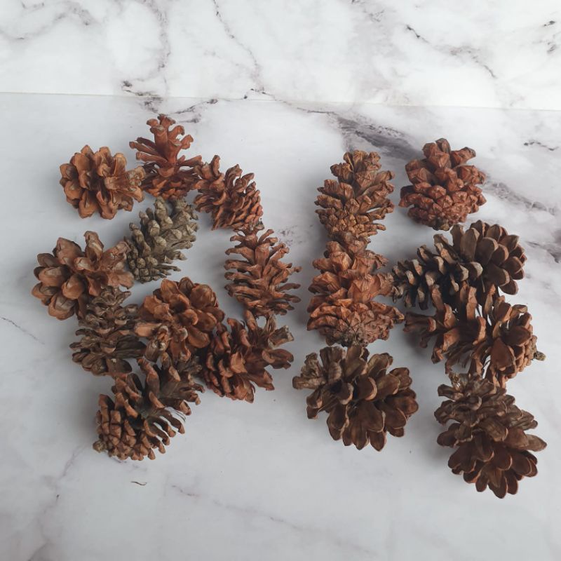 bunga pinus kering asli natural pine cone