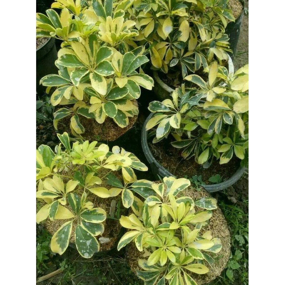 BIBIT TANAMAN BUNGA UNGGUL BIBIT BUNGA WALI SONGO TANAMAN HIAS ASLI