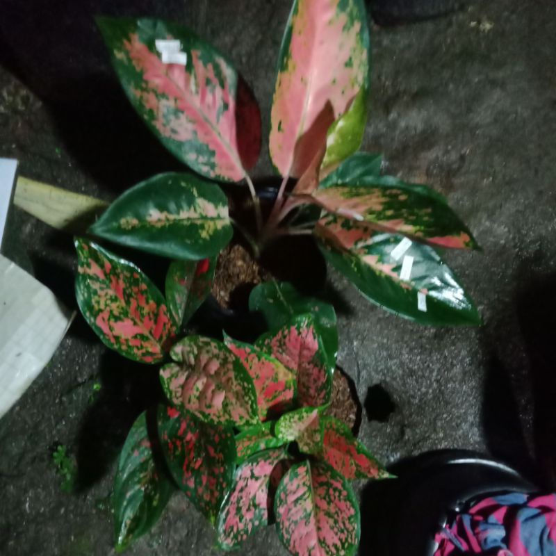 sepaket 3 jenis aglo red kocin,dud anja dan red venus