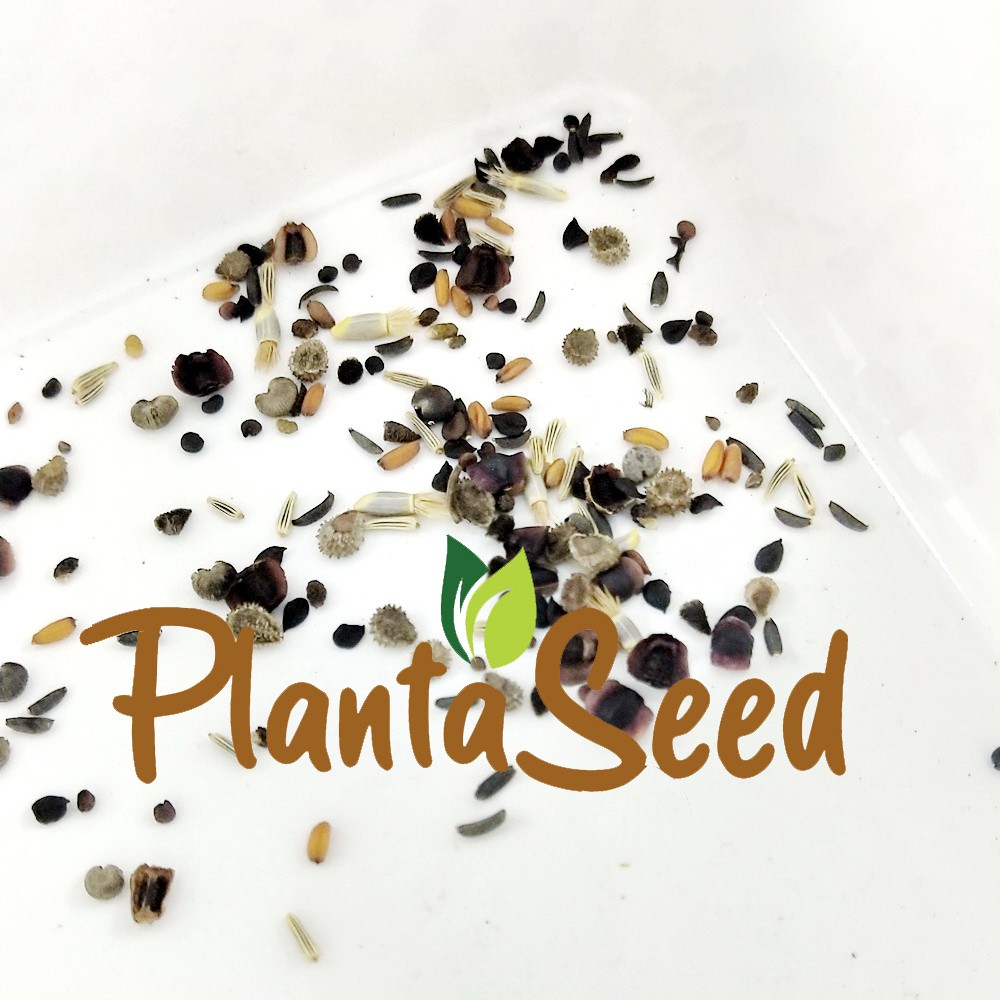 PlantaSeed - 200 Seeds - 19 Jenis Partial Shade Wildflower - PAS0228