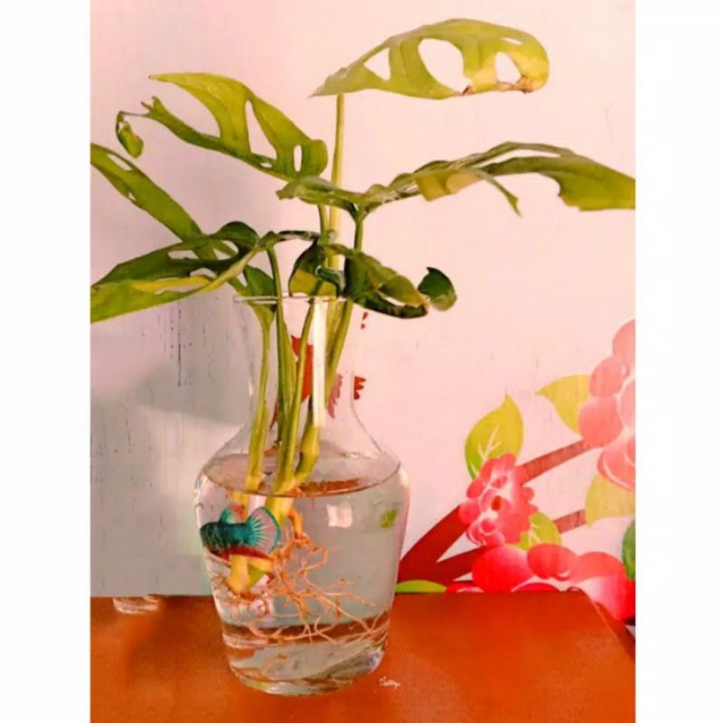 aquarium mini unik ikan kecil kaca Bening Hias Minimalis