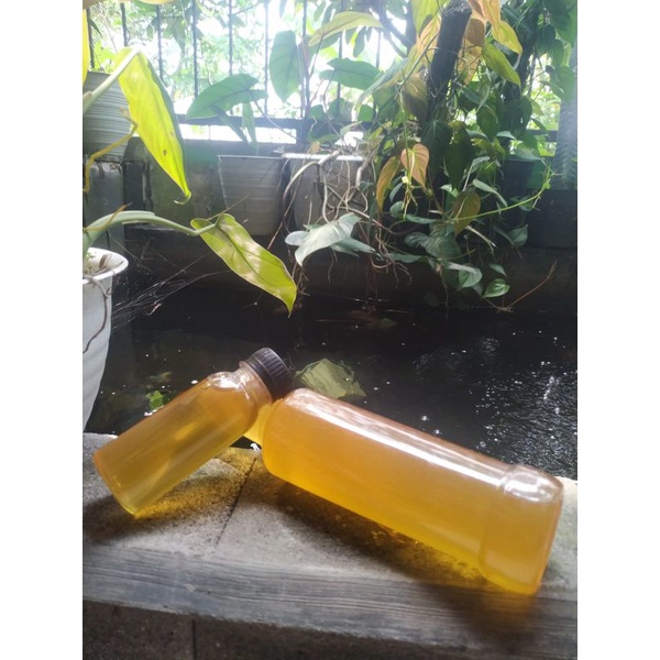 

Korzaln Madu Murni Asli Nektar Multiflora 500 Gr Kemasan Botol