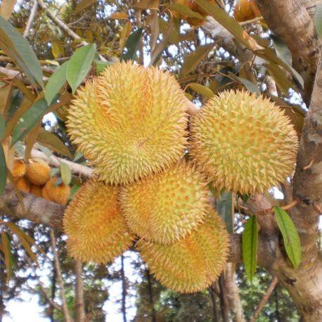 

durian monthong