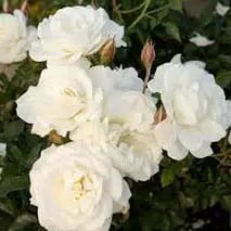 tanaman hidup floribunda putih/ bunga mawar putih yang sangat cantik